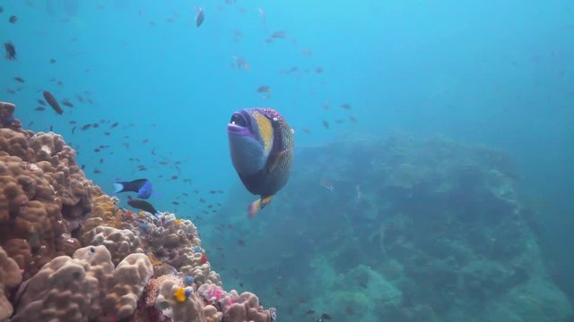 Close shot of a beautiful Titan Triggerfish