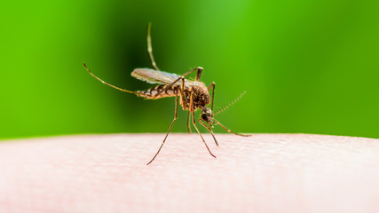 Yellow Fever, Malaria or Zika Virus Infected Mosquito Insect Macro on Green Background