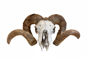 Fototapeta premium big ram skull over white