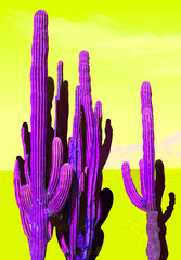 bright purple cacti on a yellow background, concept