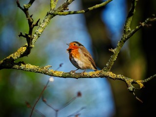 Robin 