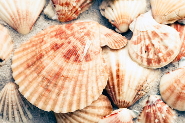 Seashells on the sand, summer beach background with copy space for text.