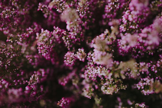 Fototapeta Pink heather flower bush background