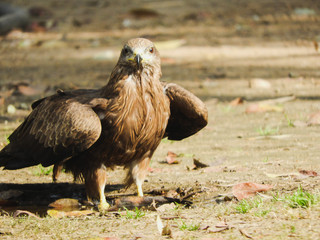 Black kite looking at camera