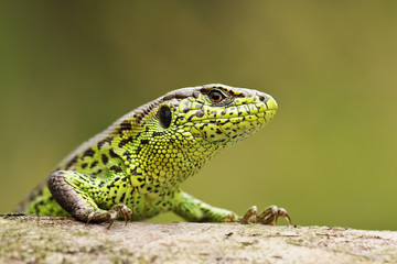 closeup of colorful male sand lizard