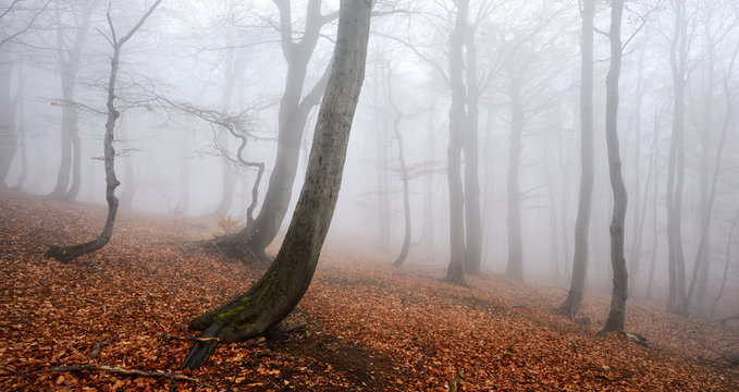 Foggy Forest of Gnarled Beech Trees in Autumn
