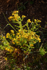 Hypericum perforatum herb