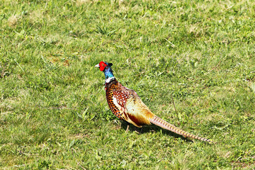 colorful male pheasant on lawn