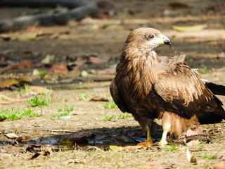 portrait of a black kite