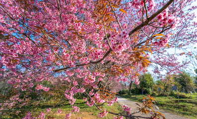 Pink cherry blossoms garden in Khun wang, Chiang Mai in Thailand