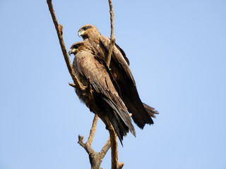 Two black kites perched on branch of tree