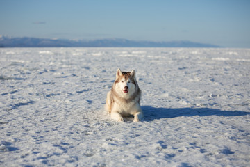 Gorgeous dog breed siberian husky is lying on the snow at sunset and looking to the camera.