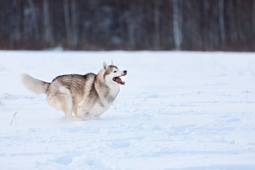 Crazy, happy and free beige and white dog breed siberian husky running on the snow path in the field