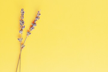 violet lavender flowers arranged on bright yellow background. Top view, flat lay. Minimal concept....