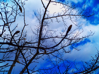 つぼみ・木・桜・季節