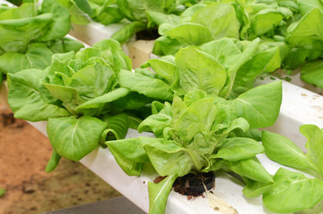 Lettuce vegetable growing in hydroponic farm