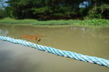 dragonfly