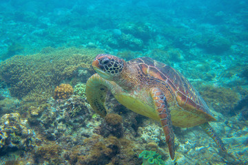 Obraz na płótnie Canvas Sea turtle in corals. Exotic marine turtle undersea photo. Oceanic animal in wild nature. Summer vacation