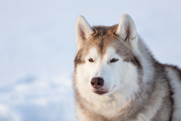 Beautiful, free and prideful siberian Husky dog sitting on the snow in winter forest at sunset.
