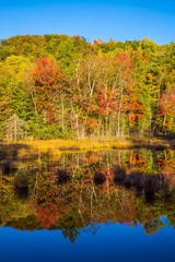  Multicolored foliage of autumn forests