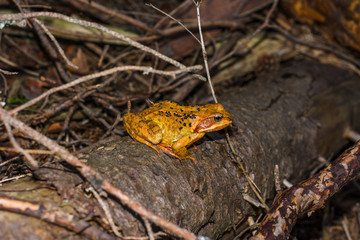 frog in the forest