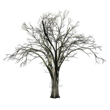 American Elm tree in winter - isolated on white background