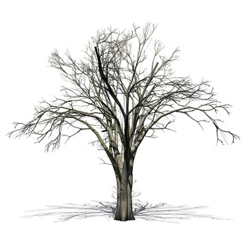 American Elm tree in winter with shadow on the floor - isolated on white background