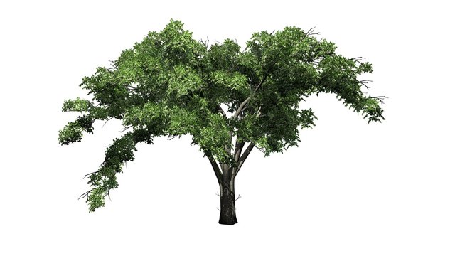 single American Elm tree - isolated on white background