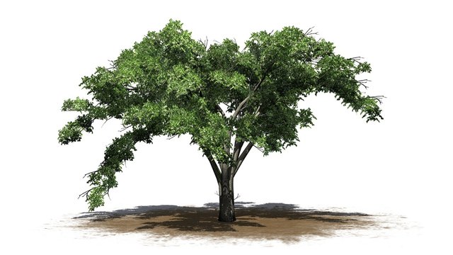 single American Elm tree on a sand area - isolated on white background