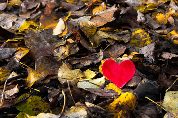 Fototapeta na wymiar Red heart on yellow autumn leaves background Valentine's day concept
