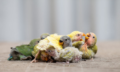 Obraz premium Close up shot of beautiful miniature Rosy faced lovebirds chicks playing and searching for feeding.