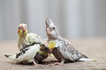 Close up shot of beautiful miniature Cockatiel chicks playing and searching for feeding.