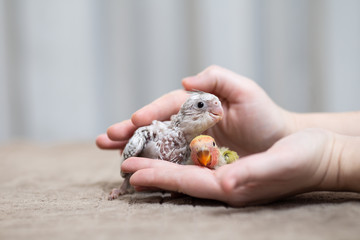 Close up shot of human hand holding beautiful cockatiel and  Rosy faced chicks playing and...