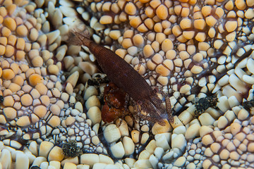 Sea urchin shrimp