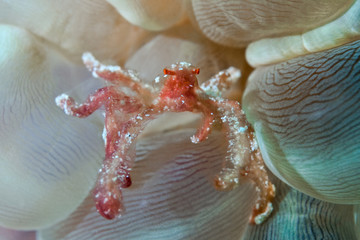 Coral  Crab
