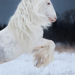 White rearing horse with long mane on winter background, portrait close up. © Svetlana