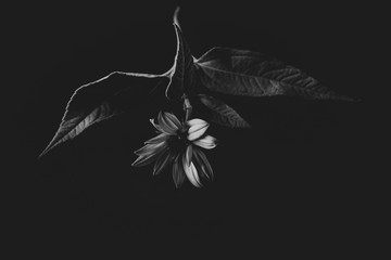 mysterious autumn flower on a black background in a delicate spot light