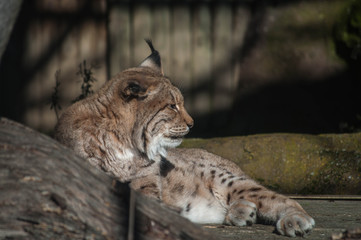 Lynx