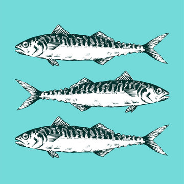 Hand Drawn Illustration a Group of mackerels, Scomber, on blue background