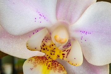 Yet another white orchid