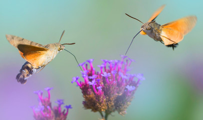 Hummingbird Hawk Moth (Macroglossum stellatarum) sucking nectar from flower in the garden