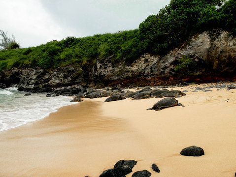 Honus Resting on North Shore of Oahu, Hawai'i