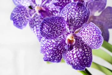 Gordijnen Purple orchid wanda close up.Shallow depth of field, soft effect. © Gulsina