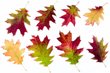 Colorful maple autumn leaves on white background