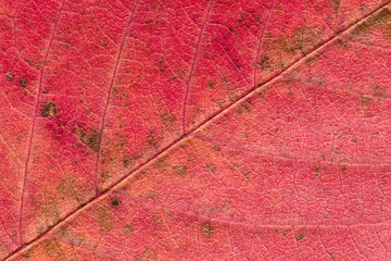 Naklejka na ściany i meble Close up of abstract maple autumn leave background