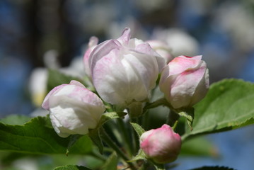 pink magnolia blossom