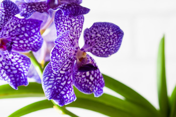 Purple orchid wanda close up.Shallow depth of field, soft effect.