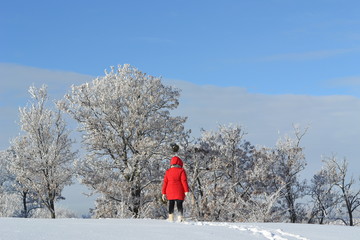A young woman in a bright red jacket, hat and scarf goes with sleds on the snowy top of the mountain. Back view. Winter landscape