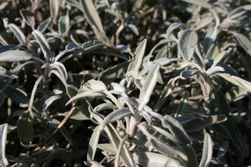Sage (Salvia officinalis)