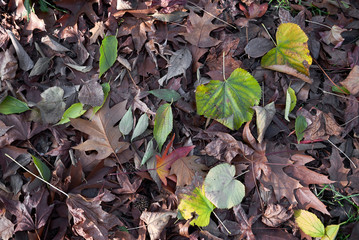 tree leaves